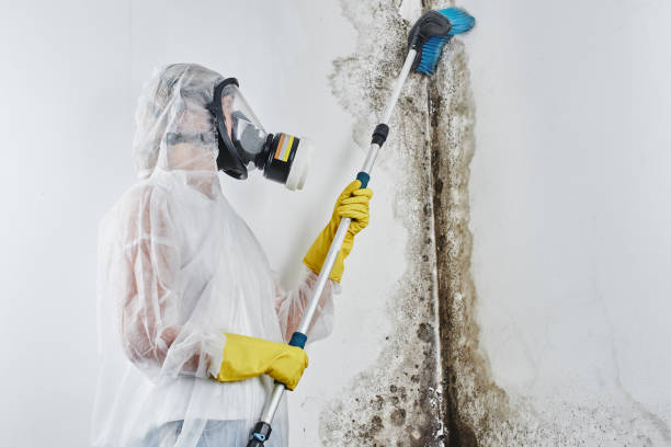 Best Bathroom Mold Remediation in La Joya, TX