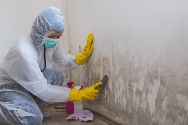 Best Crawl Space Mold Remediation in La Joya, TX