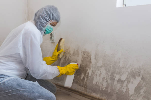 Best Post-Flood Mold Remediation in La Joya, TX