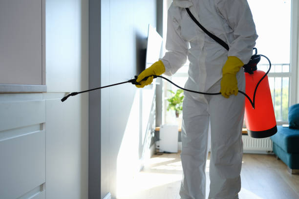 Best DIY Mold Remediation Support Services in La Joya, TX