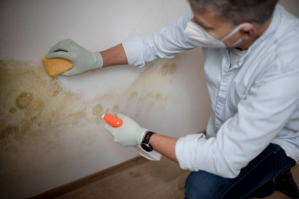 Best Kitchen Mold Remediation in La Joya, TX