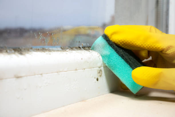 Best Residential Mold Remediation in La Joya, TX