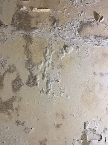 Best Basement Mold Remediation in La Joya, TX