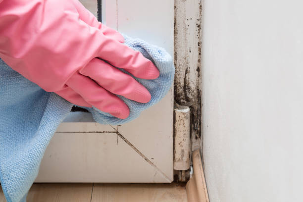 Professional Mold Remediation in La Joya, TX